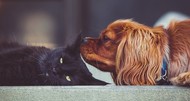 cat and dog lying down