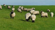 sheep in field