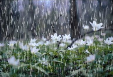 Rain falling on a bed of flowers