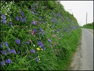 A road side verge with long grass and wildflowers
