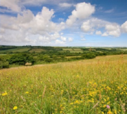 A meadow with yellow flowers and a view into an adjoining valley