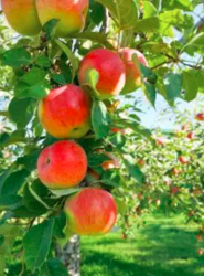 apples on an apple tree in an orchard