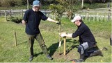 Two men planting a tree