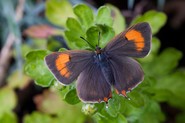 brown hairstreak butterfly