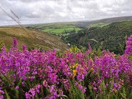 Exmoor with purple heather