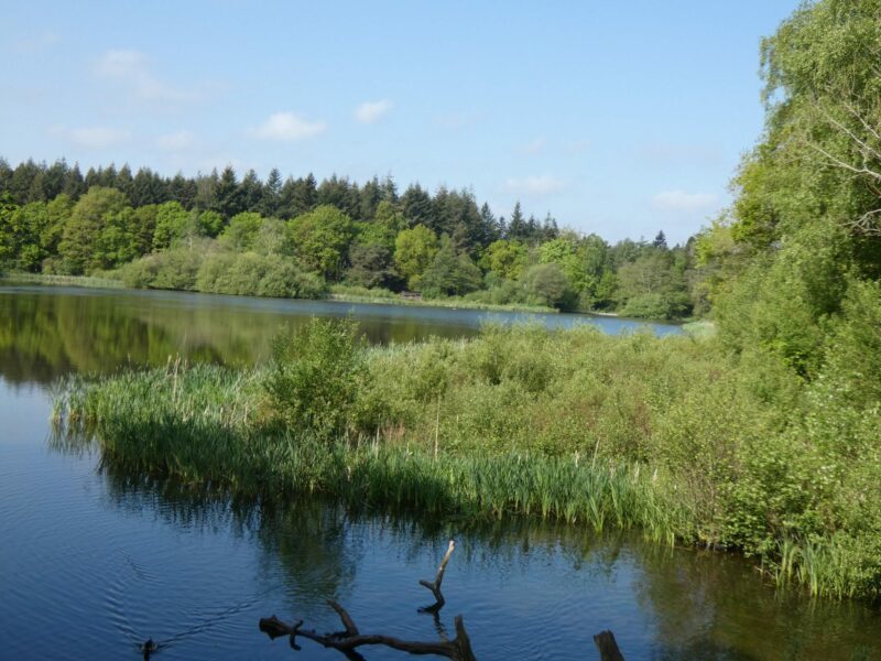 The lake at Stover Country Park