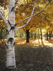 silver birch trees