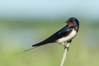 swallow on a wire