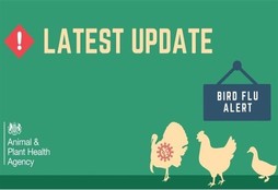 Silhouettes of a turkey, chicken and duck. Text reads 'latest update - bird flu update'. 