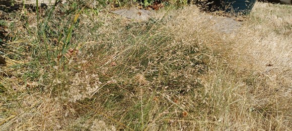 A patch of dry grass in a garden