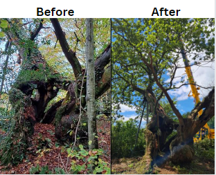 before and after image of oak
