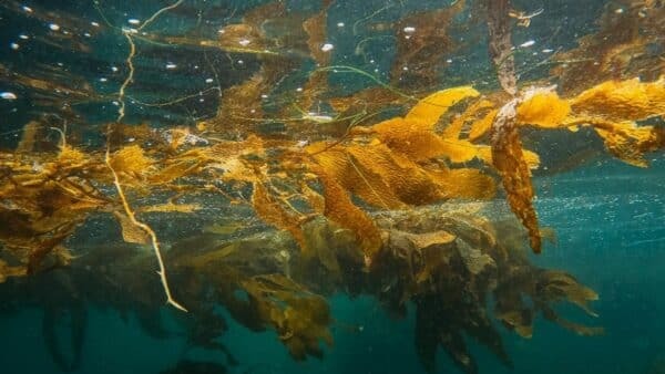 Seaweed, floating in the sea