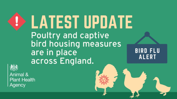 Avian Influenza latest situation - poultry and captive bird housing measures are in place across England