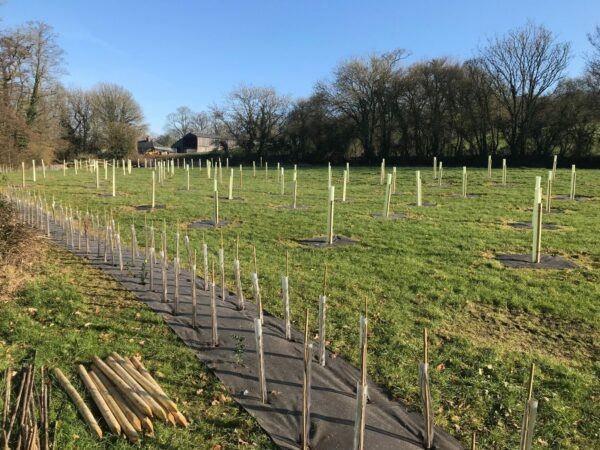 New tree whips planted in lines