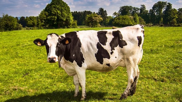 A cow, stood in a field, with blue skies above