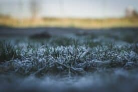 Frosty grass