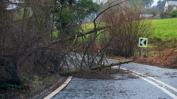 tree blocking road