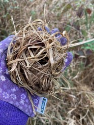 Harvest mouse nest 