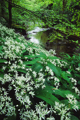 Wild garlic and river through woods