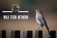 Wild Teign Network