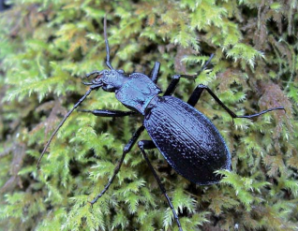 Blue Ground beetle 