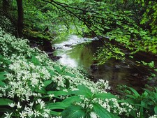 Wild garlic and river through woods