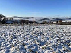 Tree planting in a snowy field