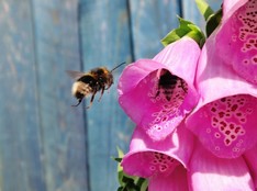 Bees around a foxglove - photo by George Hiles