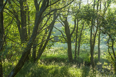Trees- the Woodland Trust
