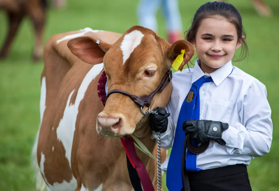 Young girl with an award winning calf at the Devon County Show