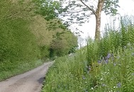 Lane with bluebells on verge