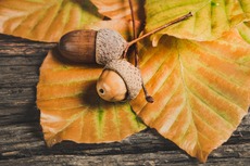 Dried leaves with two acorns