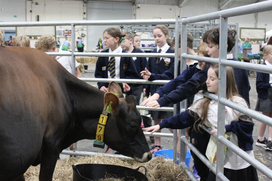 Young school children looking through a barrier at a large cow