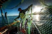 Fisherman on a boat hauling in a net full of caught herring fish