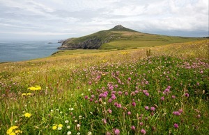 Wildflower meadow on top of cliffs