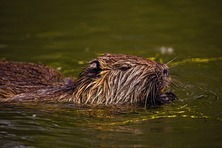 Eurasian Beaver swimming with its head above water in a river