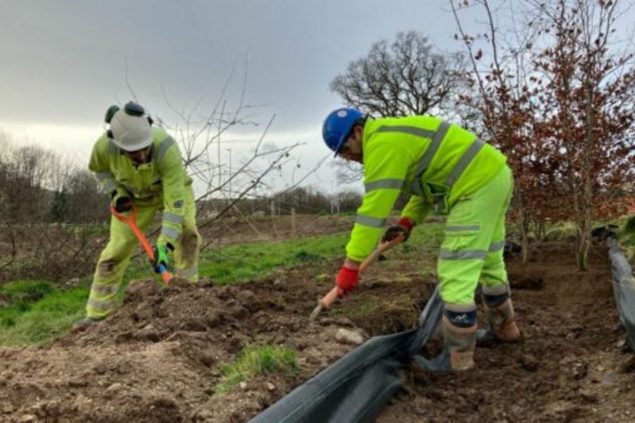 Trees being replanted in a nursery area as part of the development of a new link road