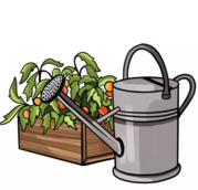 Graphic of a watering can and a potted tomato plant