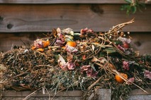 flowers and veg on a compost heap