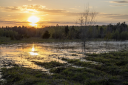 a peat bog submerged in water with a tree sticking out, forest in the background and a setting sun