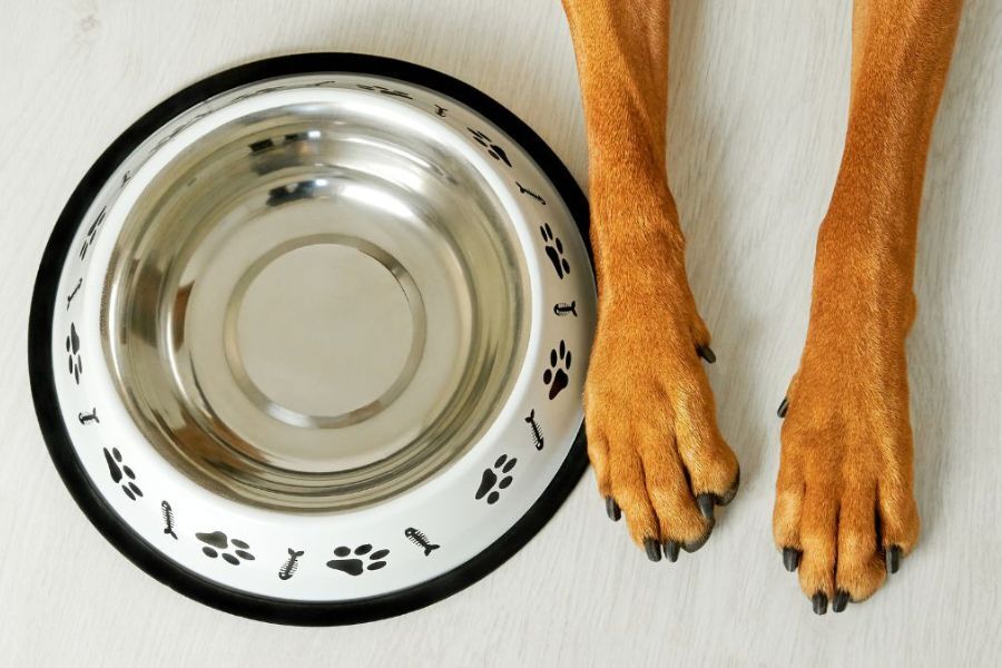 An empty dog food bowl and long legs of a dog lying down by the bowl