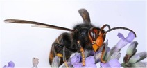 The invasive asian hornet, which is larger than the native bees it predates on