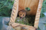 Dormouse in a nesting box looking up, with moss