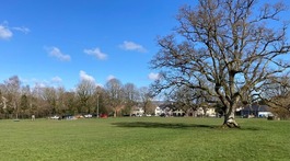 bakers park in Newton Abbot a large grassed area with a big tree and tennis courts
