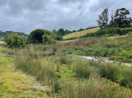 wetland area of a field with some scrapes, leaky dams and wetland plant species