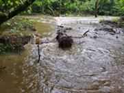 a tree trunk in brown river water flowing through a wooded area