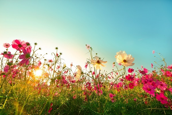 summer flowers