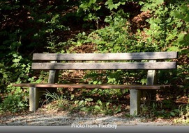 wooden bench with trees and shrubs behind