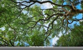 a large old tree branch in the canopy with blue sky behind