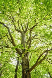 image of a beech tree close up Photo by Felix Mittermeier